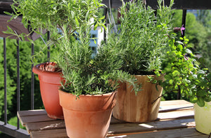 Herb Paradise "Grow Your Own Garden" Kit